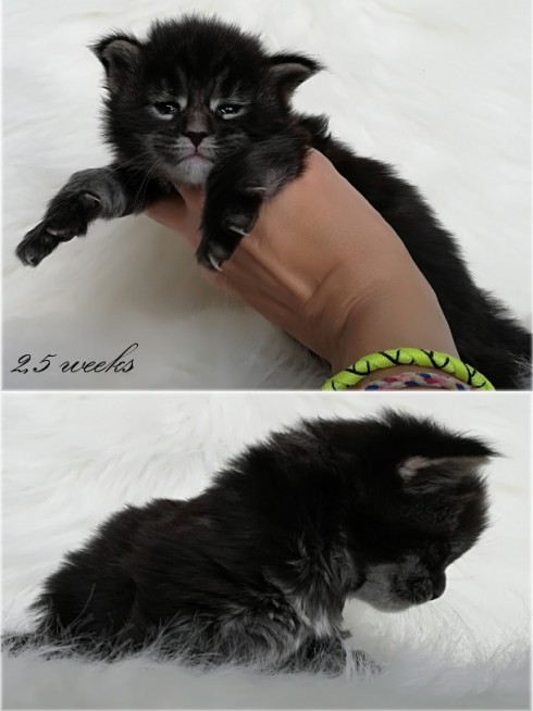 4-bella-2--weeks-komplet.jpg
